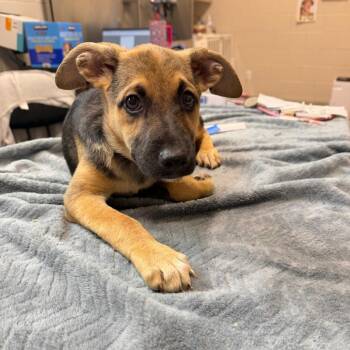 Ericka -  Mixed Breed Dog for Adoption in Englewood, Florida - Ericka | PetCurious