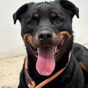 Regina -  Rottweiler and Mixed Breed Dog for Adoption in Columbia, Missouri - Regina | PetCurious