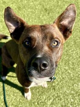 Roger the Dog -  Mixed Breed Dog for Adoption in Wichita, Kansas - Roger The Dog | PetCurious
