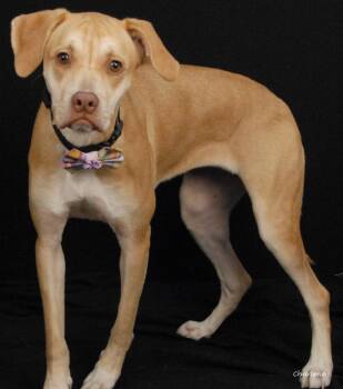 Tovie -  Yellow Labrador Retriever Dog for Adoption in Newland, North Carolina - Tovie | PetCurious