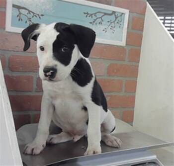 Staffordshire Bull Terrier and Mixed Breed Dogs Available for Adoption in Houston, Texas - A2076594 | PetCurious