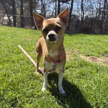 Chihuahua and Mixed Breed Dogs Available for Adoption in Pelham, New Hampshire - Lola  | PetCurious
