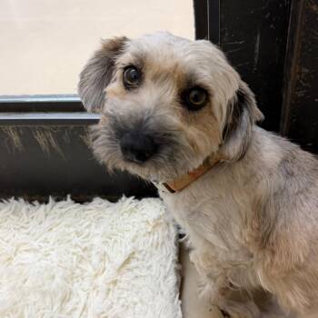 Pudding - Chino Hills Location -  Lhasa Apso and Mixed Breed Dog for Adoption in Chino Hills, California - Pudding - Chino Hills Location | PetCurious