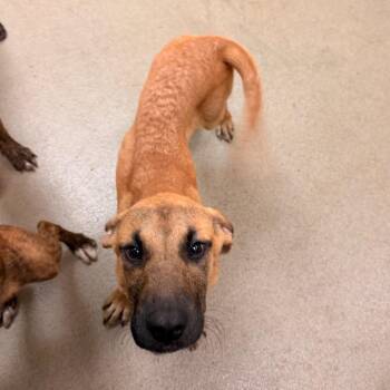 Obi-Wan -  Hound and Mixed Breed Dog for Adoption in Lynchburg, Virginia - Obi-Wan | PetCurious