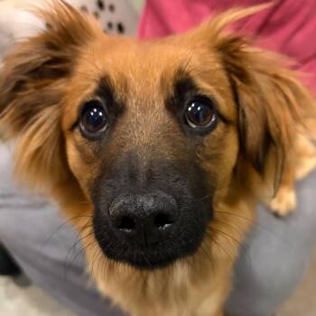Mixed Breed Dogs Available for Adoption in Chattanooga, Tennessee - Cupid | PetCurious