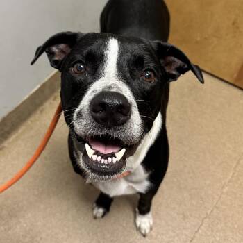 Varsity -  Mixed Breed Dog for Adoption in Chattanooga, Tennessee - Varsity | PetCurious