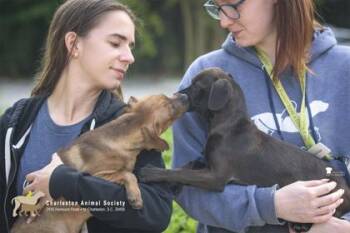 Terrier and Mixed Breed Dogs Available for Adoption in North Charleston, South Carolina - 06298B Melvin | PetCurious