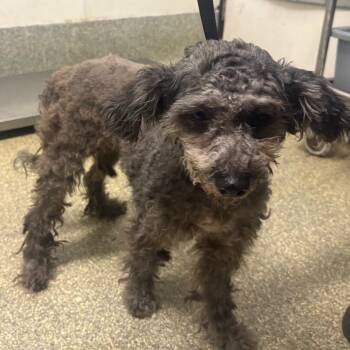 Ophelia* -  Poodle Dog for Adoption in Eureka, California - Ophelia* | PetCurious