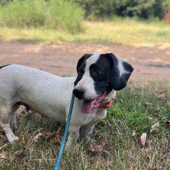 Lisa -  Basset Hound and Pit Bull Terrier Dog for Adoption in Spring, Texas - Lisa | PetCurious
