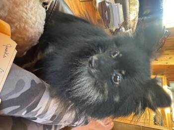 Jacks -  Pomeranian Dog for Adoption in Glenwood City, Wisconsin - Jacks | PetCurious