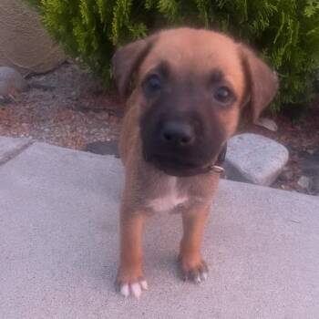 Kai -  Labrador Retriever and Spaniel Dog for Adoption in Escondido, California - Kai | PetCurious