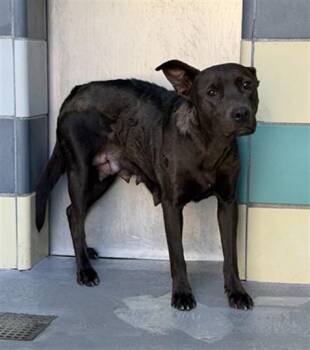 CHILI -  Pit Bull Terrier Dog for Adoption in Thousand Palms, California - CHILI | PetCurious