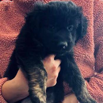 German Shepherd Dog Dogs Available for Adoption - Old Timer Dorothy | PetCurious