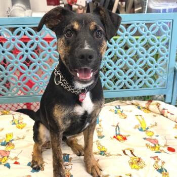 Mixed Breed Dogs Available for Adoption in Wheeling, Illinois - Dr. Nevis | PetCurious