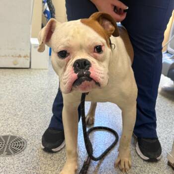 Boxer and American Bulldog Dogs Available for Adoption in Columbia, Illinois - Ponzu | PetCurious