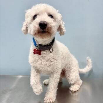 Silas -  Bichon Frise Dog for Adoption in Portland, Oregon - Silas | PetCurious