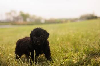 Goldendoodle and Mixed Breed Dogs Available for Adoption in Gradyville, Kentucky - Bettina - Transport | PetCurious
