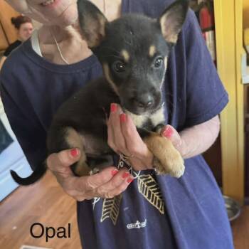 Oakley *Adoption Pending* -  Labrador Retriever and Mixed Breed Dog for Adoption - Oakley *Adoption Pending* | PetCurious