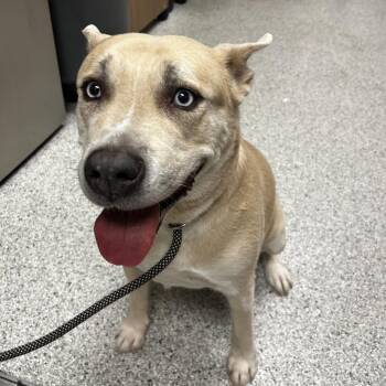 Peesh -  Husky and Pit Bull Terrier Dog for Adoption in Reno, Nevada - Peesh | PetCurious