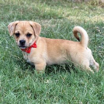 Lilly -  Pug Dog for Adoption in Fairfield, Connecticut - Lilly | PetCurious
