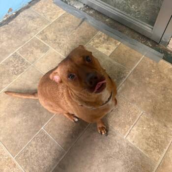 callie -  Terrier and Mixed Breed Dog for Adoption in Tipton, Iowa - Callie | PetCurious