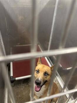 WOLVERINE -  Mixed Breed Dog for Adoption in West Chester, Pennsylvania - WOLVERINE | PetCurious