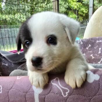 Banshee (Spectral Litter) -  Husky and Labrador Retriever Dog for Adoption - Banshee (Spectral Litter) | PetCurious