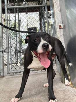 Pit Bull Terrier Dogs Available for Adoption in Chicago, Illinois - Junia | PetCurious