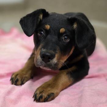 Hound and Mixed Breed Dogs Available for Adoption in Chatham, Virginia - Orville Wright | PetCurious