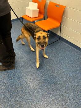 26-366 Courage -  German Shepherd Dog Dog for Adoption in Tarboro, North Carolina - 26-366 Courage | PetCurious
