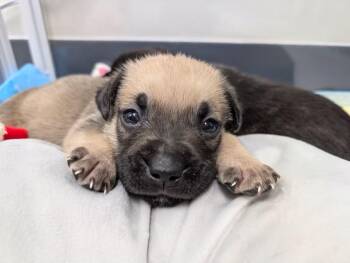 Foster Puppies (Code Red, Voltage, Baja Blast, Thelma, Louise) -  German Shepherd Dog and American Staffordshire Terrier Dog for Adoption in Bellingham, Washington - Foster Puppies (Code Red, Voltage, Baja Blast, Thelma, Louise) | PetCurious