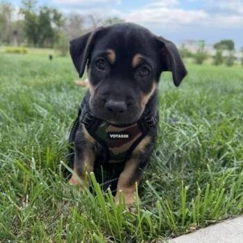 Jesse -  Rat Terrier and Miniature Dachshund Dog for Adoption in Lakeville, Minnesota - Jesse | PetCurious
