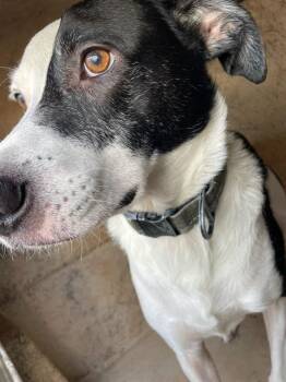 Border Collie and Mixed Breed Dogs Available for Adoption in Oklahoma City, Oklahoma - PATCHES | PetCurious