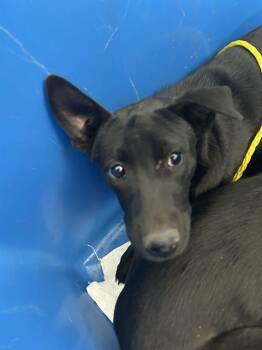 Rescue Mixed Breed Dogs for Adoption in Dallas, Texas - LEELOO | PetCurious