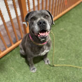 Mastiff and Mixed Breed Dogs Available for Adoption in Las Vegas, Nevada - BLU BIRD | PetCurious
