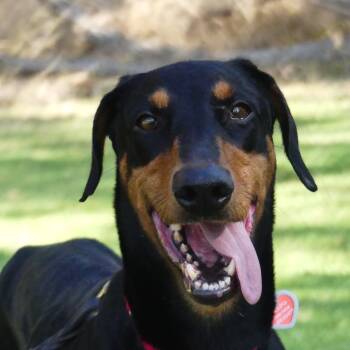 Wendy* -  Doberman Pinscher Dog for Adoption in San Gabriel, California - Wendy* | PetCurious