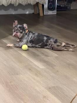 Rex -  French Bulldog Dog for Adoption in Lafayette, California - Rex | PetCurious
