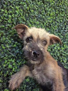 61342969 -  Mixed Breed Dog for Adoption in El Paso, Texas - 61342969 | PetCurious