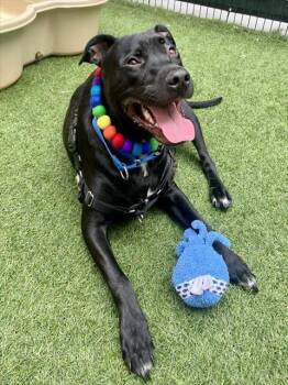 Rescue Labrador Retriever and Mixed Breed Dogs for Adoption in San Francisco, California - HOPSCOTCH | PetCurious