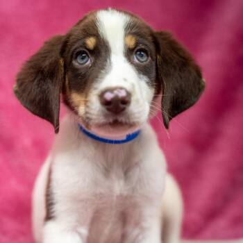 Capricorn -  Hound and Mixed Breed Dog for Adoption in Pawling, New York - Capricorn | PetCurious