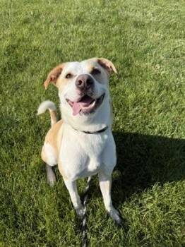 Theodore -  Labrador Retriever and Terrier Dog for Adoption in Fishers, Indiana - Theodore | PetCurious