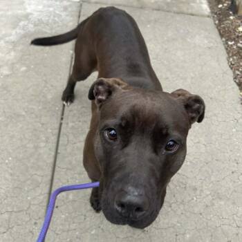 Black Labrador Retriever and Mixed Breed Dogs Available for Adoption - Maybelle | PetCurious