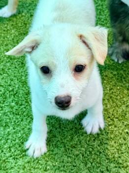 Terrier and Mixed Breed Dogs Available for Adoption in Cape Coral, Florida - Brew | PetCurious