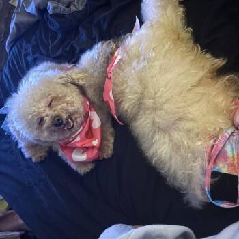 Poodle Dogs Available for Adoption - Sassy *Adoption Pending* | PetCurious