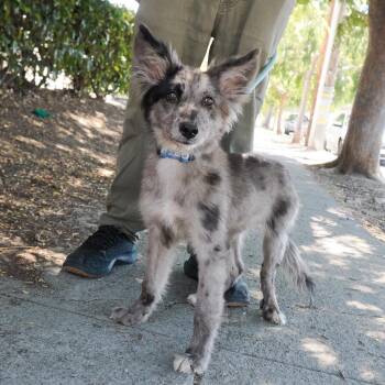 HIKCUP -  Australian Shepherd and Cattle Dog Dog for Adoption in Richmond, California - HIKCUP | PetCurious