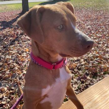 Melody -  Mixed Breed Dog for Adoption in Morristown, Vermont - Melody | PetCurious