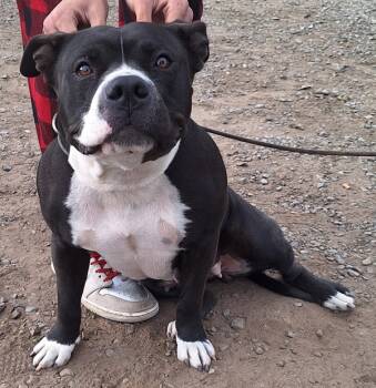 Rescue American Staffordshire Terrier Dogs for Adoption in Tulare, California - Layla | PetCurious