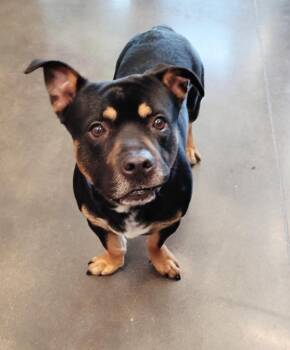 Chopper -  Mixed Breed Dog for Adoption in Clarksville, Tennessee - Chopper | PetCurious