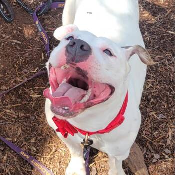 Rescue American Staffordshire Terrier Dogs for Adoption in Lynchburg, Virginia - Rosa | PetCurious