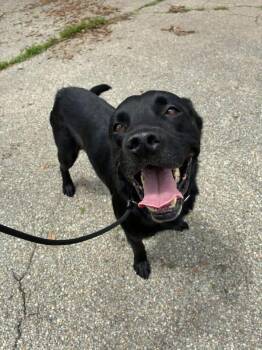 Bo -  Black Labrador Retriever Dog for Adoption in Manhattan, Kansas - Bo | PetCurious